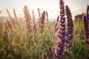 Lavender flowers in a field at sunset.